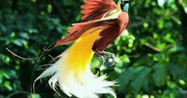 Jenis Burung Cendrawasih