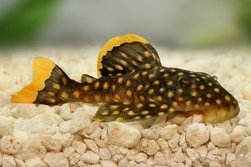 Ikan Sapu-sapu