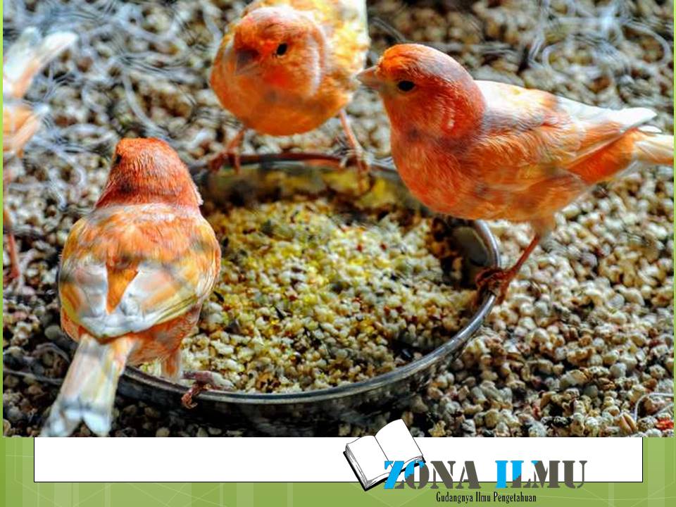 Makanan Burung Kenari