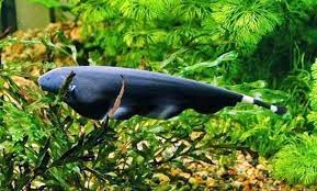 Ikan Black Ghost