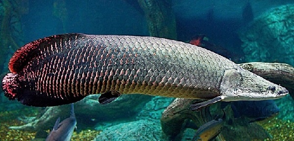 Ikan Hias Arapaima